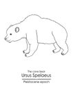 The cave bear Ursus Spelaeus