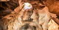 Cave at Bet Guvrin national park. Israel Royalty Free Stock Photo