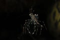 Cave clear cleaner shrimp Royalty Free Stock Photo
