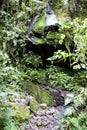 Cave in Cloud Forest 843147