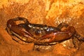 Cave Crab - Puerto Rico Royalty Free Stock Photo