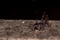 Cave cricket. Royalty Free Stock Photo