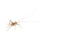 Cave Crickets , Rhaphidophoridae specie, isolated on white