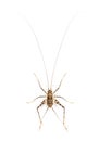 Cave Crickets , Rhaphidophoridae specie, isolated on white Royalty Free Stock Photo