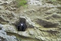 Cave entrance in the cliff with light Royalty Free Stock Photo