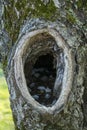 Cave, hole in  gnarled tree, shelter for animals Royalty Free Stock Photo