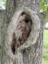 Cave, hole in an old gnarled tree, refuge for animals Royalty Free Stock Photo