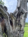 Cave, hole in an old gnarled tree, refuge for animals Royalty Free Stock Photo