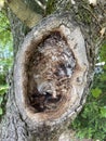 Cave, hole in an old gnarled tree, refuge for animals Royalty Free Stock Photo