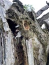 Cave, hole in an old gnarled tree, refuge for animals Royalty Free Stock Photo