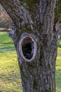 Cave, hole in old gnarled tree, shelter animals Royalty Free Stock Photo