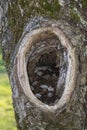 Cave, hole in old gnarled tree, shelter  animals Royalty Free Stock Photo