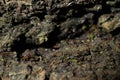 cave material rocky stone macro narrow focus close up view of edge cliffs textured surface with small ant Royalty Free Stock Photo