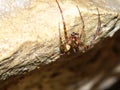 Cave orb weaver (Meta ovalis) Royalty Free Stock Photo