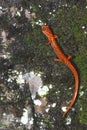 Cave Salamander Royalty Free Stock Photo
