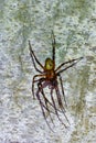 cave spider Meta menardi in damp basement