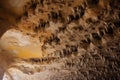 cave swallow nests attached to cave ceiling