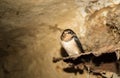 Cave Swallow sitting next to the nest in splendid isolation