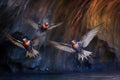 cave swallows in flight, showcasing their iridescent feathers