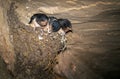 Cave Swallows in nest waiting for food