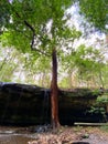 A cave waterfall with a \'guardian tree
