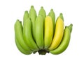 The cavendish banana or bunch banana raw green and yellow isolated on white background. (clipping path Royalty Free Stock Photo