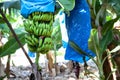 Cavendish bananas plantations, bunches are encased in plastic bags for protection