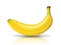 Cavendish thai Banana, realistic design isolared on white background