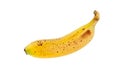 Cavendish variety banana fruit isolated on white. Transparent png additional format Royalty Free Stock Photo