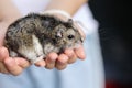 Cavia porcellus pig on asian child girl hands,tropical small cute pet rodent mammal background Royalty Free Stock Photo