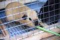 Cavia porcellus pig eating morning glory in cage background