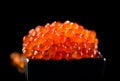 Caviar. Salmon caviar in a bowl over black. Closeup trout caviar