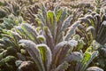 Cavolo nero in the field from close Royalty Free Stock Photo