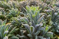 Cavolo nero in the field from close Royalty Free Stock Photo