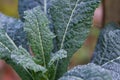 Cavolo nero, italian palm kale dark green leaves texture close up, with frozen water drops on, Royalty Free Stock Photo