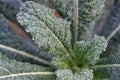 Cavolo nero, italian palm kale dark green leaves texture close up, with frozen water drops on, Royalty Free Stock Photo