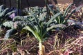 Cavolo nero leaves Royalty Free Stock Photo