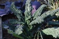 Cavolo nero leaves Royalty Free Stock Photo