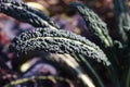 Cavolo nero leaves Royalty Free Stock Photo