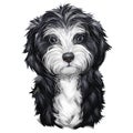 Cavoodle or crossbreed dog, offspring of Poodle and Cavalier King Charles Spaniel. Red Toy Cavoodle Puppy hand drawn