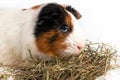 Cavy, guinea pig