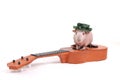 Cavy on a Guitar