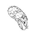 Cavy sketch vector illustration, cute animal line ar, guinea pig top view, outline drawing