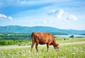 Caw in field Royalty Free Stock Photo