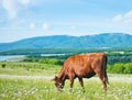 Caw in field Royalty Free Stock Photo