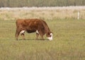 Caw grazing on the grass field