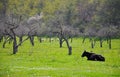 Caw and sheep in a meadow