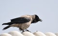 Cawing Crow Royalty Free Stock Photo