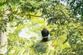 Cawing crow on a branch of a tree. In india according to the religion it is affiliated to the god Shani. Royalty Free Stock Photo