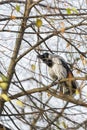 Cawing crow on branches without foliage Royalty Free Stock Photo